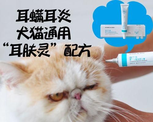 小狗耳朵裁剪后感染病情的预防和治疗方法（宠物狗耳朵裁剪前的准备和细节关注）