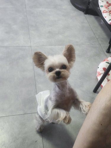 宠物也要美美哒