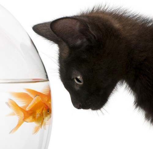 拍猫咪