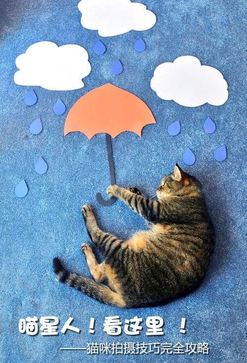 瞄星人看这里 猫咪拍摄技巧完全攻略