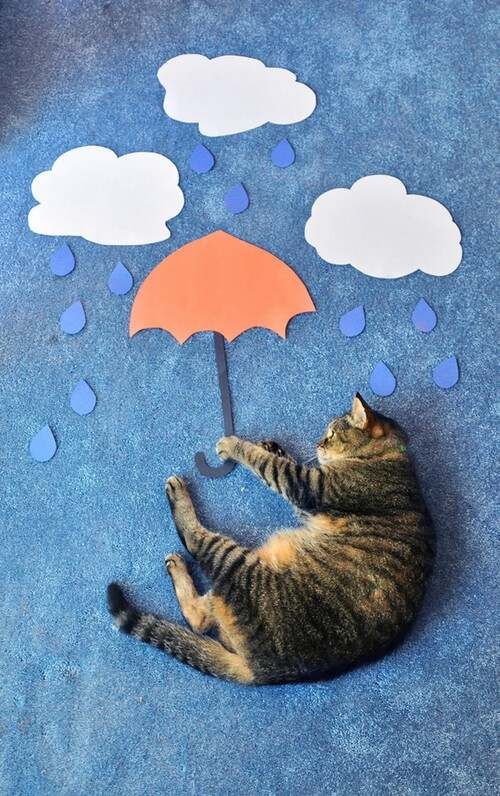 拍猫咪