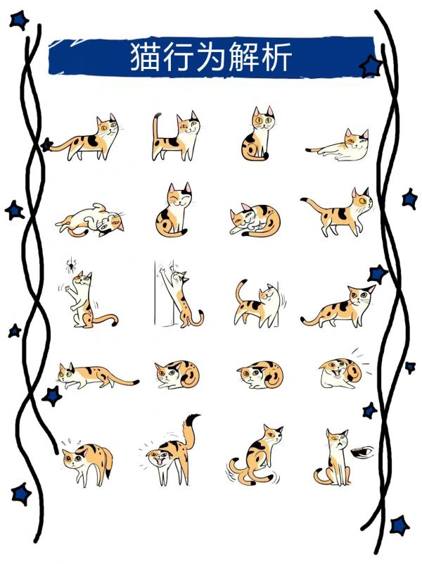 猫行为解析。猫猫的小动作都在里面啦 #养猫人 #科学养宠攻略 #养宠进阶指南 #养猫新手 #猫咪的迷惑行为