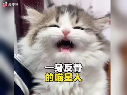 一身反骨的猫咪！！！#反骨猫 #10斤的猫9斤的反骨 #每日一笑