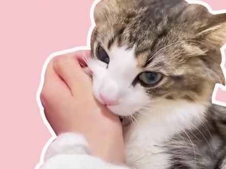 猫扑你咬你的真正原因 #猫扑人 #猫咬人 #新手养猫 #养猫经验分享 #猫行为