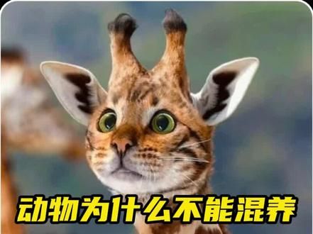 动物为什么不能一起混养，因为它们很容易就会被带偏，哈哈哈！ #动物的迷惑行为 #神奇动物在抖音 #搞笑动物 #动物成精