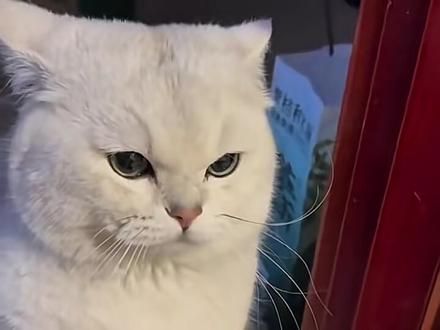 #怎么能欺负一只小猫咪啊 #谁能拒绝傻憨憨的小猫咪 #喵星人的下一秒永远超出你的想象 #神奇动物在抖音萌宠出道计划 #傻猫的日常