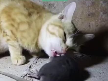 猫吃老鼠会不会携带病毒#猫咪 #萌宠 #记录猫咪日常