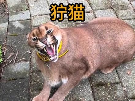 狞猫，凶猛的外表之下藏着如此可爱的一面 #狞猫 #科普 #涨知识 #有趣
