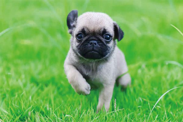 沙皮狗和八哥犬的区别