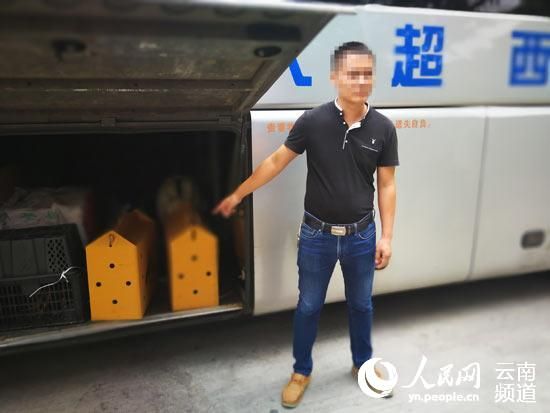 云南西双版纳查获一批濒危凤头鹦鹉 仅存不足7000只
