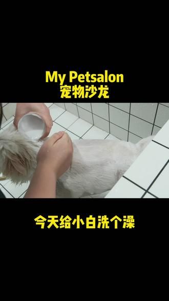 MyPet 宠物沙龙 9.9抢小型犬皮毛护理一次！ 带心爱的宝贝来玩吧#宠物洗澡 #狗洗澡 