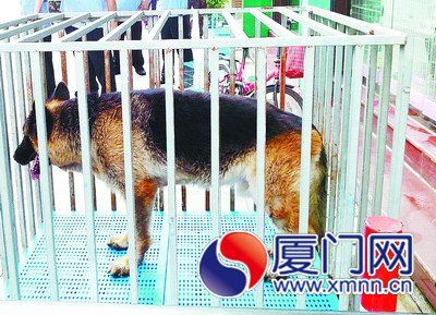 被没收的宠物狗