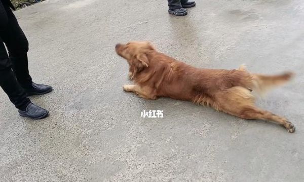 如何训练宠物狗狗匍匐前进？（培养狗狗的基本技能，让你和宠物更亲近！）