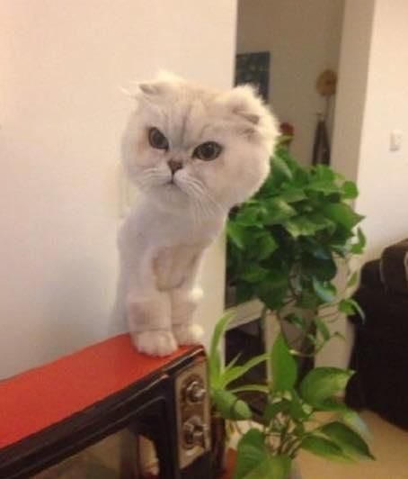 带猫咪去照X光,非常值得看的一篇文章