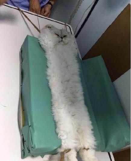 带猫咪去照X光,非常值得看的一篇文章
