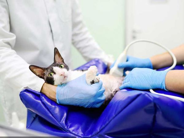 猫超声波检查