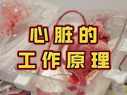 心脏的工作原理 #生命科学 #知识科普 #医学科普 #人体结构