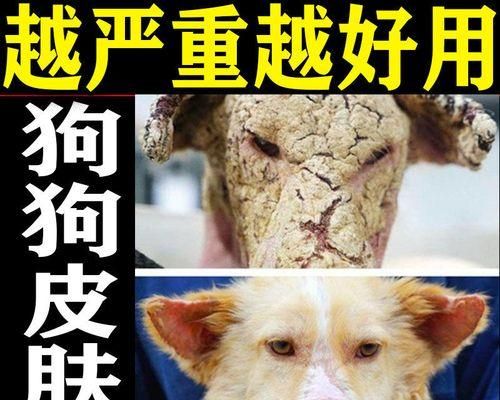 狗狗皮炎的症状与治疗（宠物主人必须知道的皮肤疾病、诊断和治疗方法）