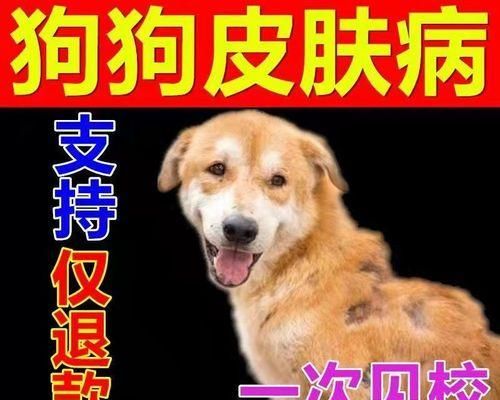 狗狗皮炎的症状与治疗（宠物主人必须知道的皮肤疾病、诊断和治疗方法）