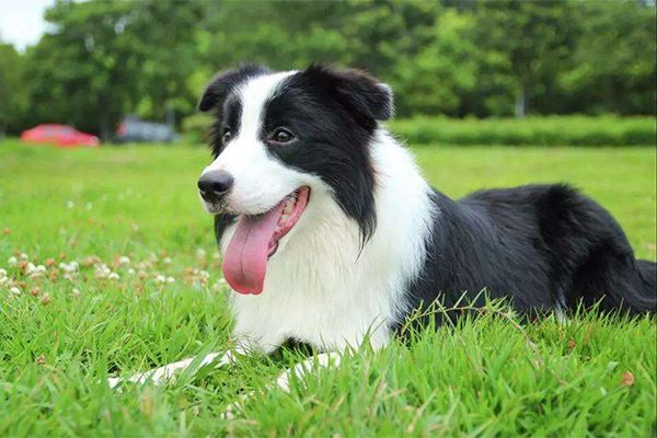 世界10大聪明犬种，都是智商特别高的狗狗，你养了哪一种？