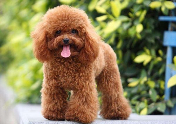 世界10大聪明犬种，都是智商特别高的狗狗，你养了哪一种？