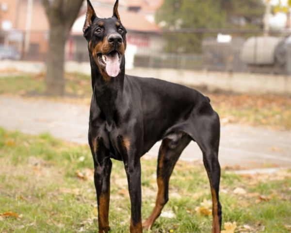 世界10大聪明犬种，都是智商特别高的狗狗，你养了哪一种？