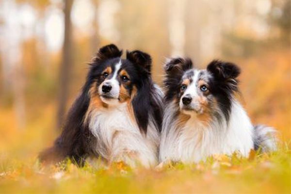 世界10大聪明犬种，都是智商特别高的狗狗，你养了哪一种？