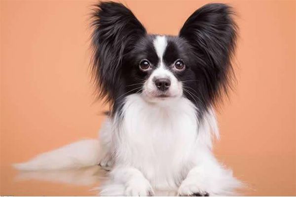 世界10大聪明犬种，都是智商特别高的狗狗，你养了哪一种？