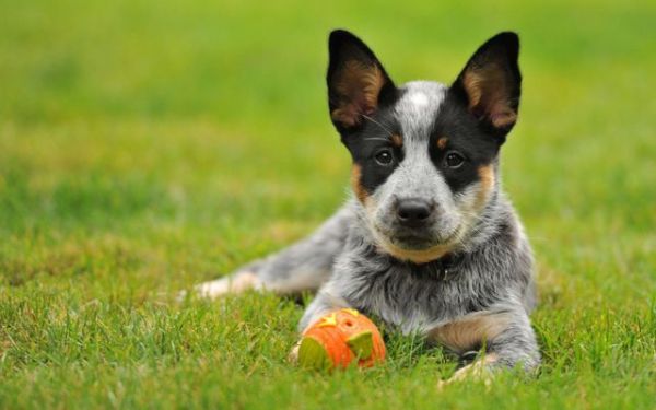 世界10大聪明犬种，都是智商特别高的狗狗，你养了哪一种？