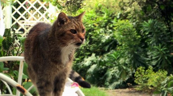 猫咪观察 3 之 猫咪与人的交流 Cat Watch 3 - The……