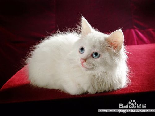 猫咪在与人相处时的各种状态