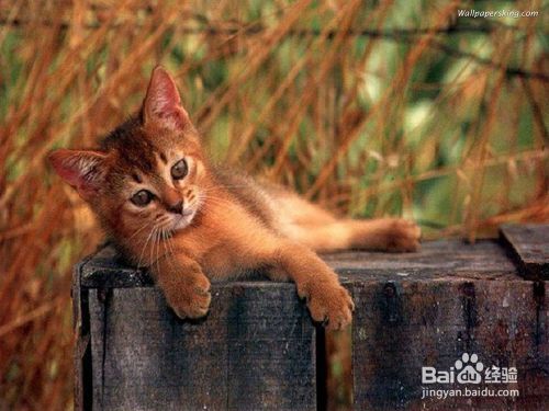 猫咪在与人相处时的各种状态