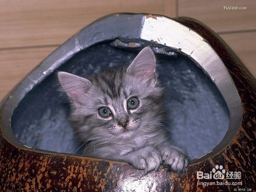 猫咪在与人相处时的各种状态