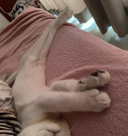 小猫粘人，好事还是坏事（探寻宠物与人类之间的奇妙关系）