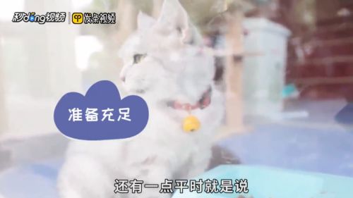 怎么正确饲养小猫？