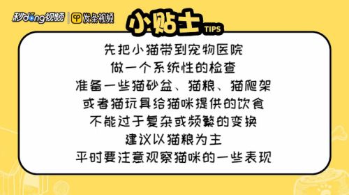 怎么正确饲养小猫？
