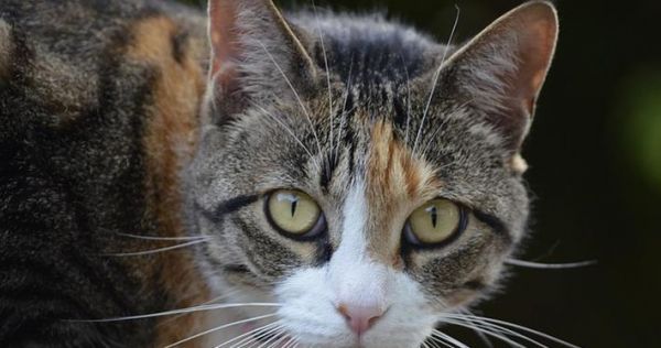 猫咪舔风油精会流口水（揭秘宠物吃风油精的真相）