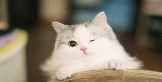 猫咪舔风油精会流口水（揭秘宠物吃风油精的真相）