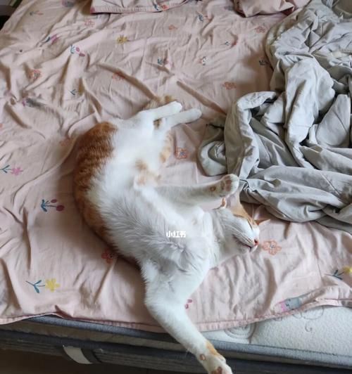 猫咪分娩（宠物猫咪生产前必知的15个细节）