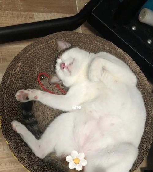 猫咪分娩（宠物猫咪生产前必知的15个细节）