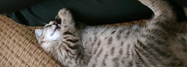 猫咪分娩（宠物猫咪生产前必知的15个细节）
