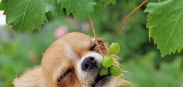 如何正确喂养你的宠物狗（掌握这些技巧，让你的爱犬健康成长）