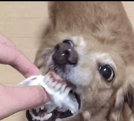 如何正确喂养你的宠物狗（掌握这些技巧，让你的爱犬健康成长）