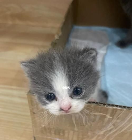 养一只小猫，一个月需要花多少钱（宠物成本详解）