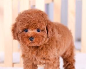 从出生到五个月，泰迪犬成长历程（以宠物为主）