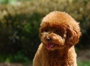 夏天的泰迪也怕冷（泰迪犬在夏季也需要保暖）
