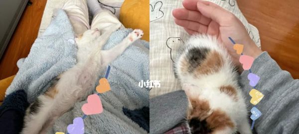 两个月小猫的奶量（了解宠物喝奶的重要性和正确喂养方法）