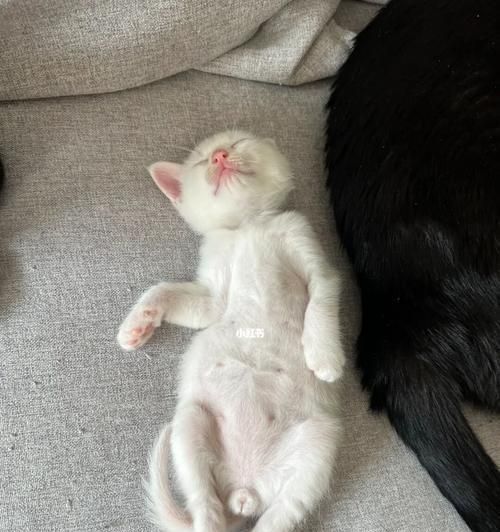 两个月小猫的奶量（了解宠物喝奶的重要性和正确喂养方法）