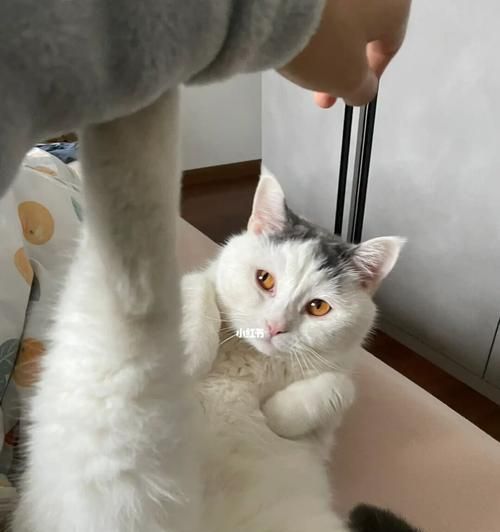 小猫能不能摸？——了解宠物摸的正确姿势（小猫是否适宜被摸？如何正确摸抚它们？宠物主人必看！）