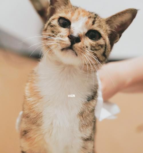 小猫能不能摸？——了解宠物摸的正确姿势（小猫是否适宜被摸？如何正确摸抚它们？宠物主人必看！）
